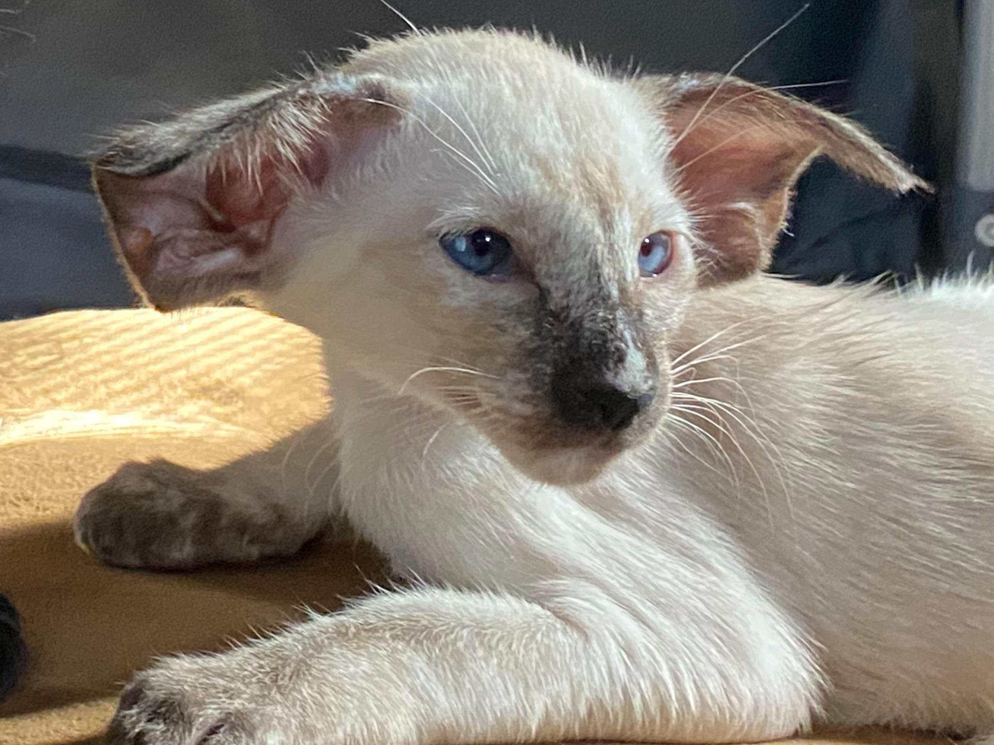 Oriental Express — Siamese e Orientale